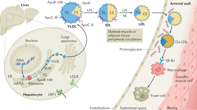 Apolipoprotein M: Research Progress and Clinical Perspective