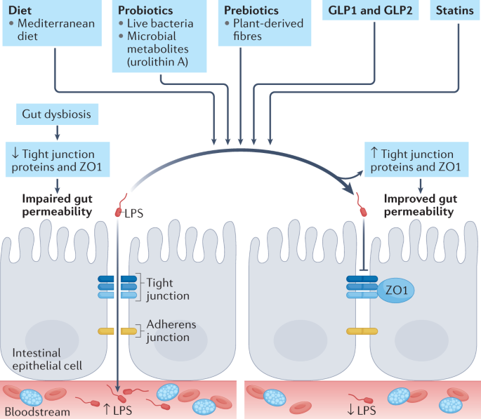 Systemic IgG repertoire as a biomarker for translocating gut