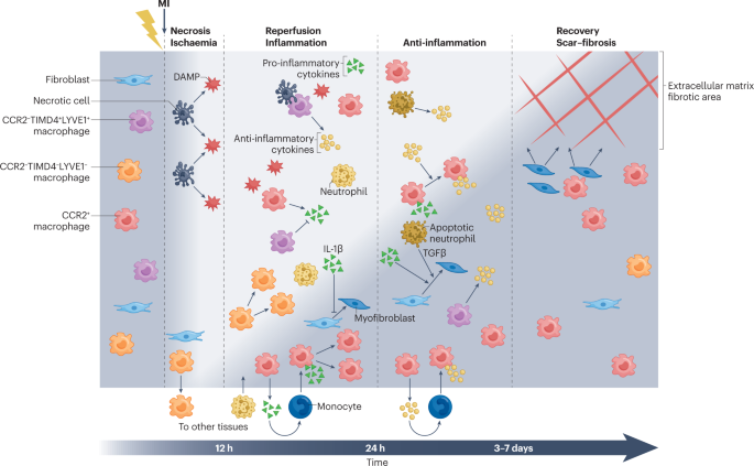 Macrophages in cardiac remodelling after myocardial infarction | Nature ...
