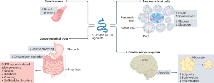glp-1 gastrointestinal obstruction lawyer in west virginia Glucagon-like peptide 1 receptor agonists: cardiovascular benefits and  mechanisms of action