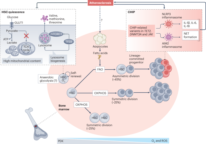 Haematometabolism rewiring in atherosclerotic cardiovascular disease