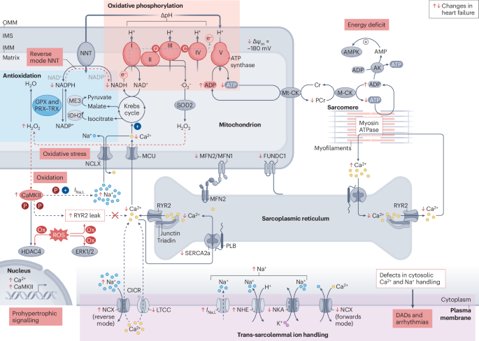 br+/nad with tirzepatide Mechano-energetic uncoupling in heart failure