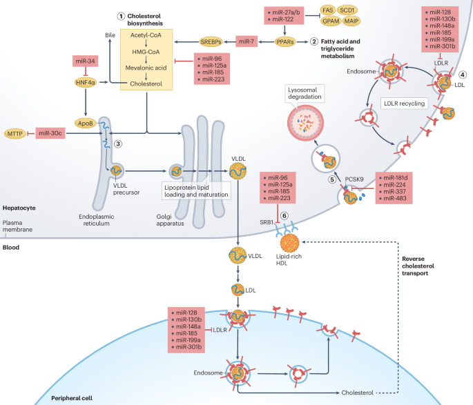 Non-coding RNAs in lipid metabolism and their roles in atherosclerosis ...