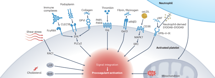 Procoagulant platelets: linking coagulation and thromboinflammation in cardiovascular disease - Nature Reviews Cardiology