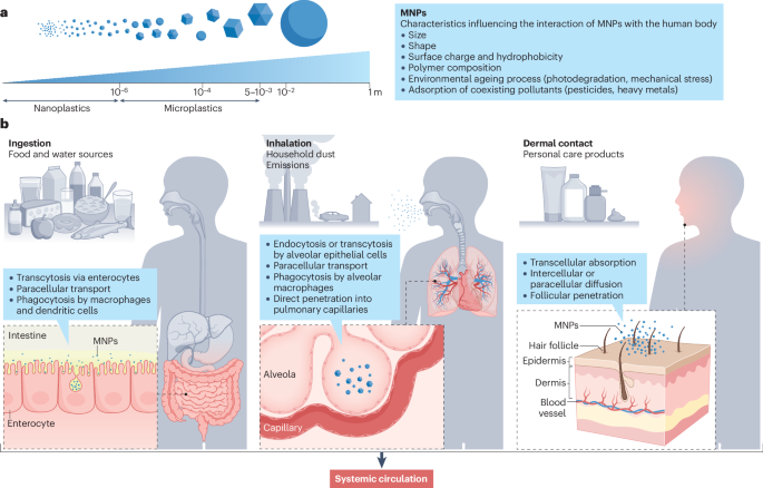 The effects of microplastics and nanoplastics on cardiovascular disease: mechanisms and perspectives - Nature Reviews Cardiology