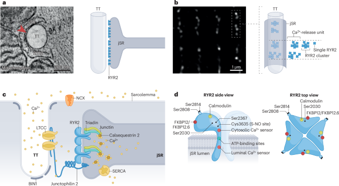 Local calcium dynamics and signalling in cardiomyocytes - Nature Reviews Cardiology