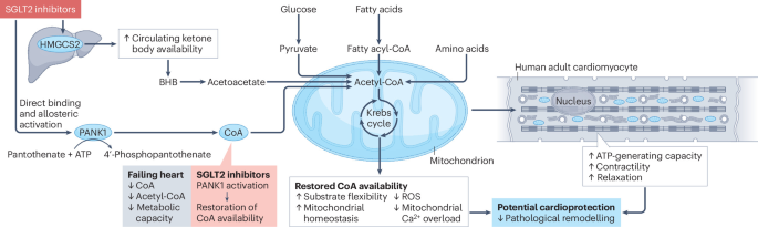 Beyond glucose lowering and ketogenesis: unveiling new cardioprotective mechanisms of SGLT2 inhibitors