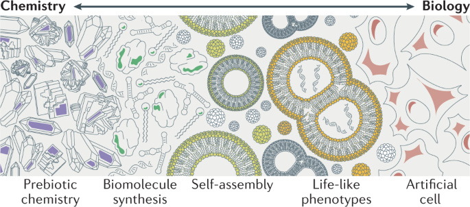 sho c. takatori lipid membrane 2019 Proteinlipid charge interactions control the folding of outer membrane  proteins into asymmetric membranes