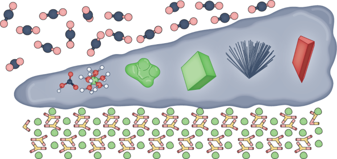 Frontiers  Belowground Chemical Interactions: An Insight Into