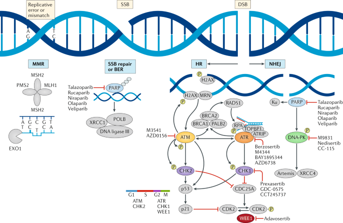 State-of-the-art strategies for targeting the DNA damage response in cancer  | Nature Reviews Clinical Oncology