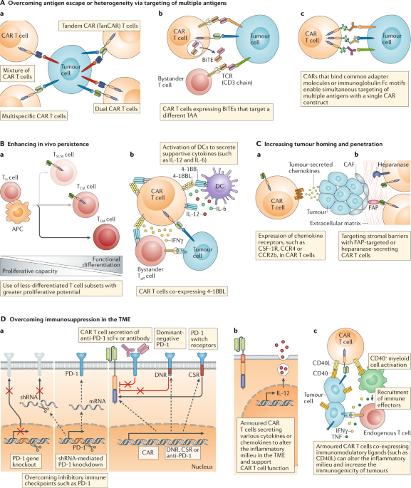Engineering strategies to overcome the current roadblocks in CAR T cell  therapy