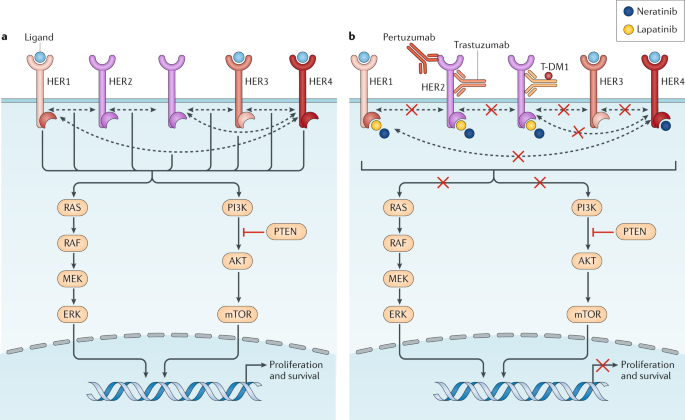 Towards personalized treatment for early stage HER2-positive breast cancer