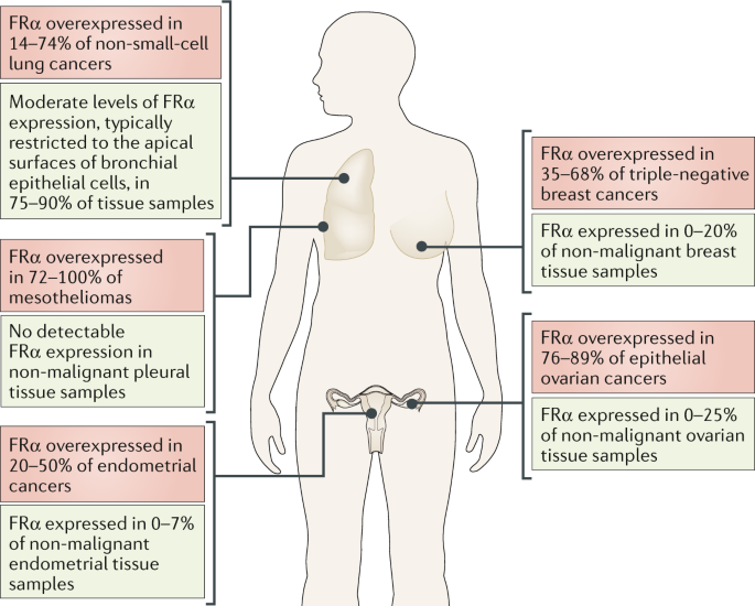 glutathione and folate receptor a autobody fraa Exploiting the α in oncology A schematic generalized diagram of