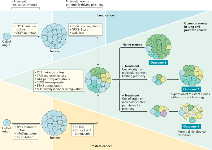 Lineage plasticity in cancer: a shared pathway of therapeutic resistance