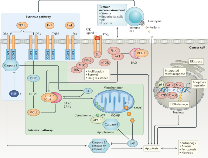 Targeting apoptosis in cancer therapy | Nature Reviews Clinical Oncology