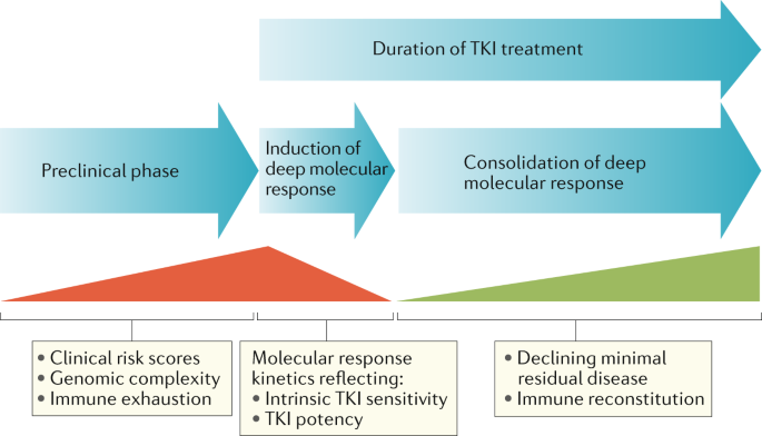 Treatment Free Remission In Patients With Chronic Myeloid Leukaemia Nature Reviews Clinical Oncology