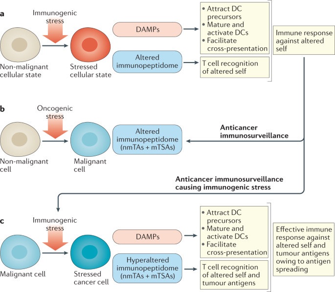 Beneficial autoimmunity improves cancer prognosis