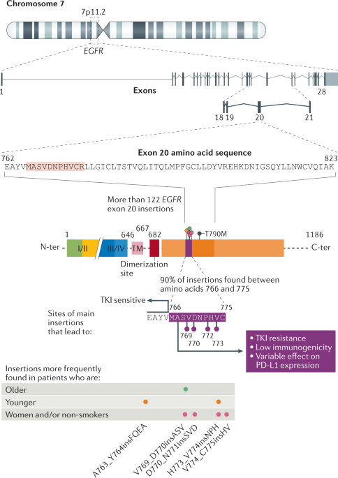 Egfr And Her2 Exon Insertions In Solid Tumours From Biology To Treatment Nature Reviews Clinical Oncology