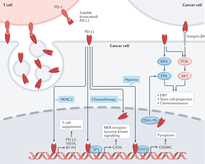 Mechanisms regulating PD-L1 expression in cancers and associated ...