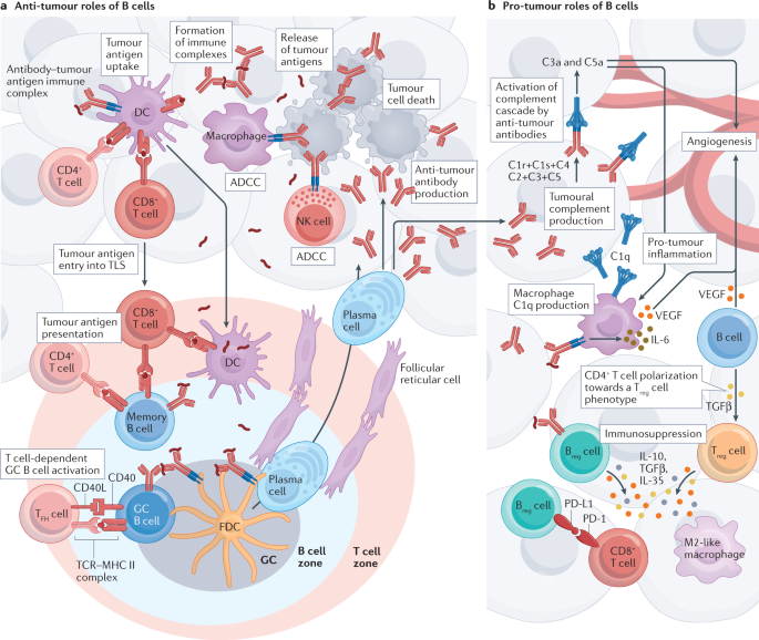 Tertiary lymphoid structures generate and propagate anti-tumor