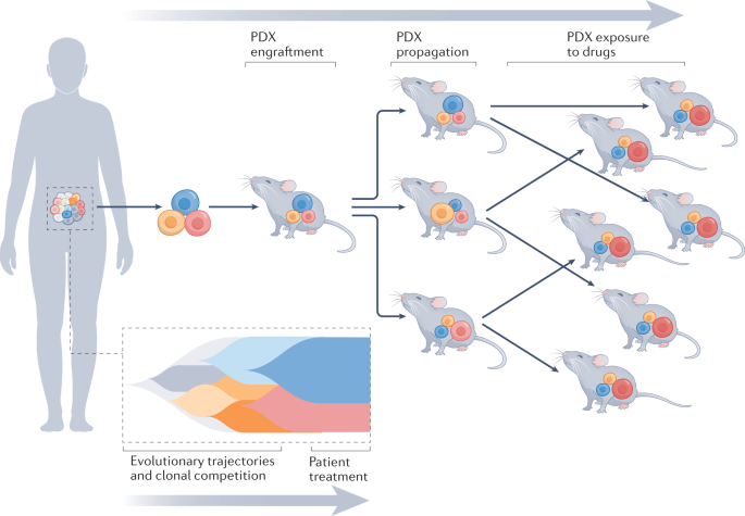 Towards precision oncology with patient-derived xenografts