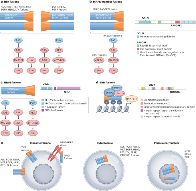 Rare molecular subtypes of lung cancer