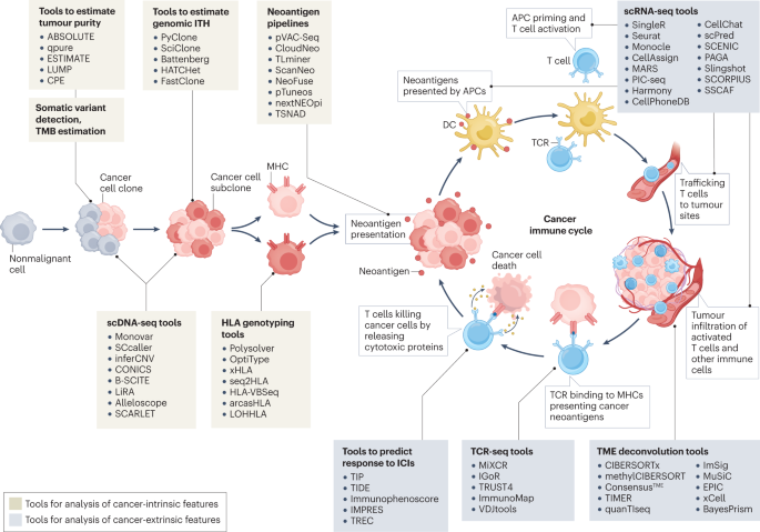 Computational immunogenomic approaches to predict response to 