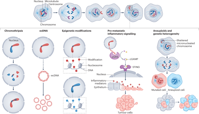 Targeting chromosomal instability in patients with cancer Biology Diagrams