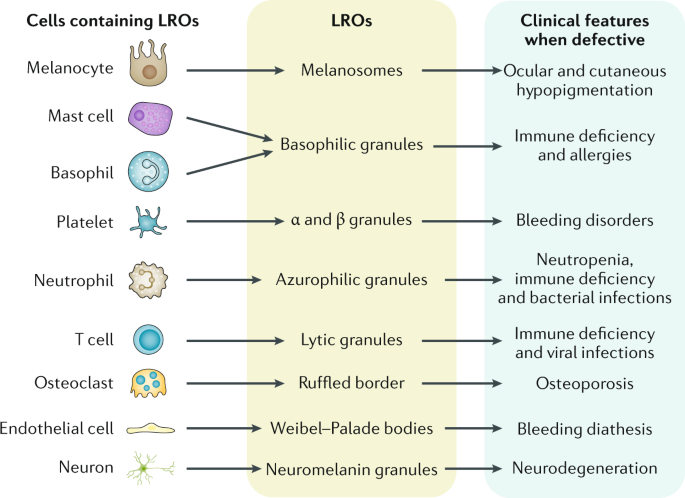 Morphology of Niemann-Pick type C metabolic storage disorder