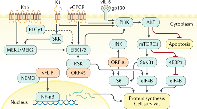 HIV protease inhibitors are potent anti-angiogenic molecules and promote  regression of Kaposi sarcoma