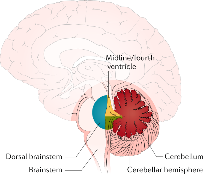 Solved 191 EXERCISE 27, BRAIN AND CRANIAL NERVES QUIZ 1.