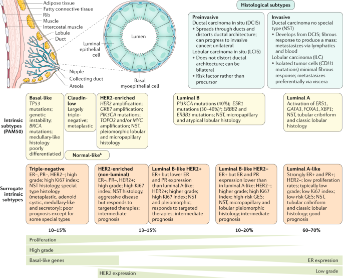 Normal breast biology Source: Normal Breast Development, Database