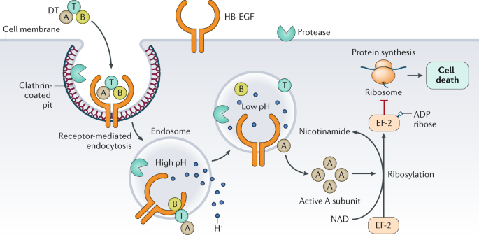 Diphtheria | Nature Reviews Disease Primers