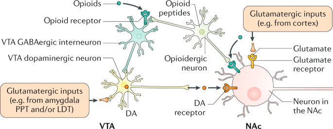 The Role of Opioid Receptors in Addiction - GoodRx