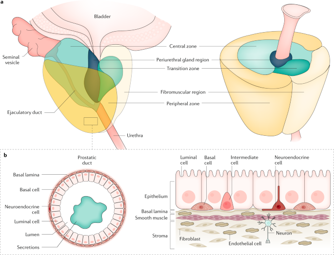 prostate gland zonal anatomy