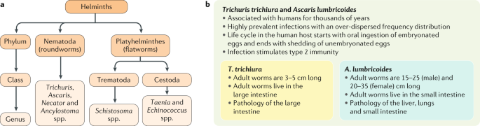 Treatment of helminth diseases. Helminth lung infection