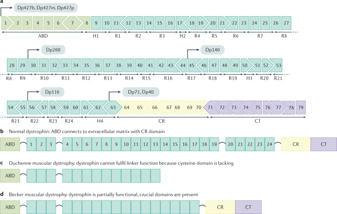 duchenne muscular dystrophy gene