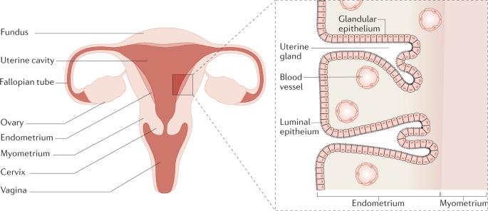 Endometrial cancer | Nature Reviews Disease Primers