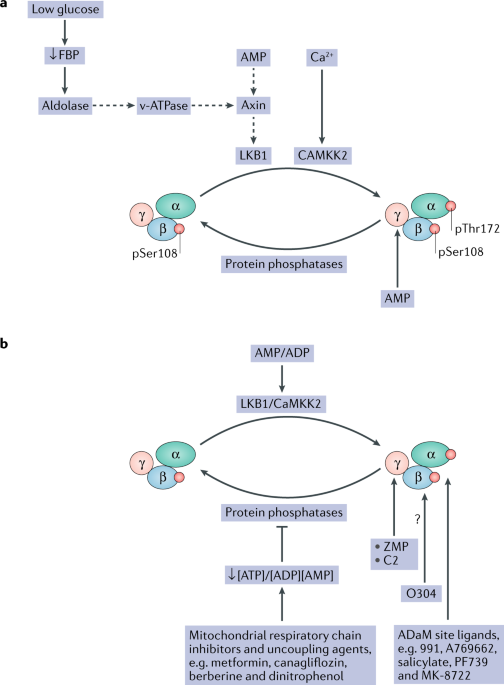 AMP-activated protein kinase: the current landscape for drug development |  Nature Reviews Drug Discovery