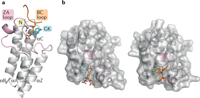 Bromodomains A New Target Class For Drug Development - 