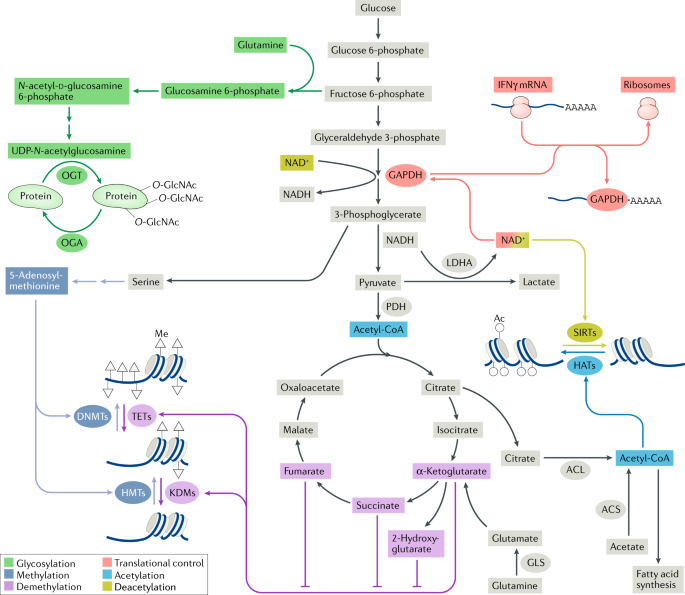 Insights into the κ/ι-carrageenan metabolism pathway of some