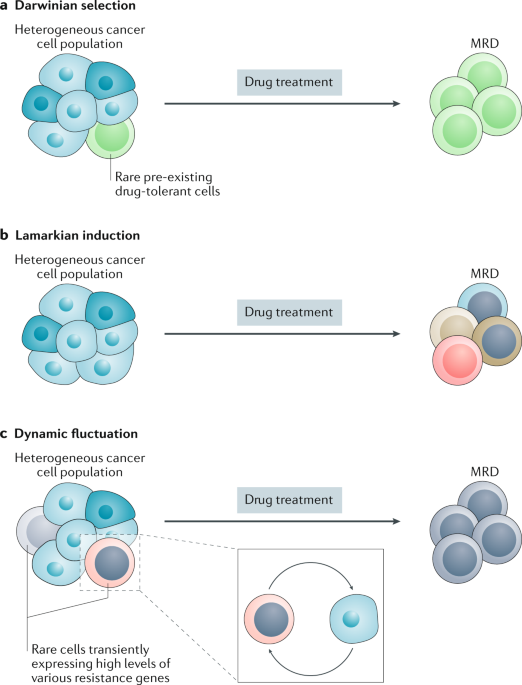 The Great Escape Tumour Cell Plasticity In Resistance To Targeted Therapy Nature Reviews Drug Discovery The Great Escape Tumour Cell Plasticity In Resistance To Targeted Therapy Nature Reviews Drug Discovery
