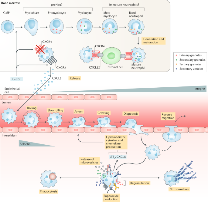 Neutrophils As Emerging Therapeutic Targets Nature Reviews Drug Discovery