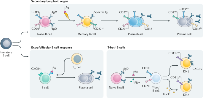 Use of B-Cell–Depleting Therapy in Women of Childbearing Potential