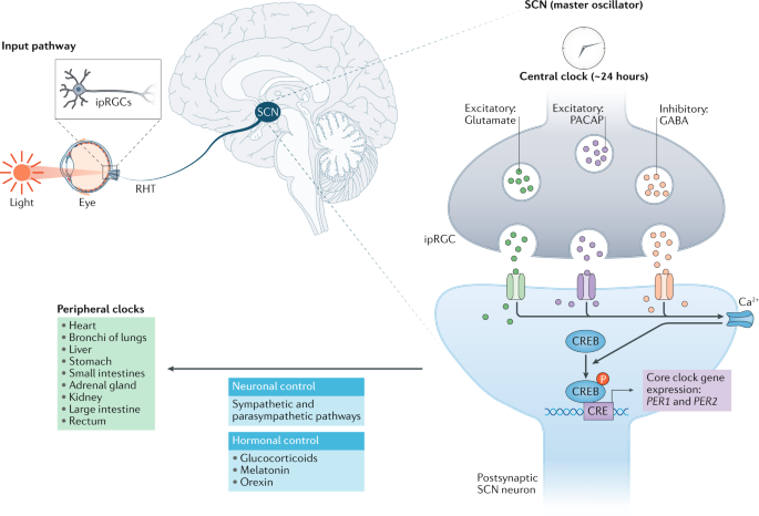 Circadian rhythm as a therapeutic target | Nature Reviews Drug Discovery