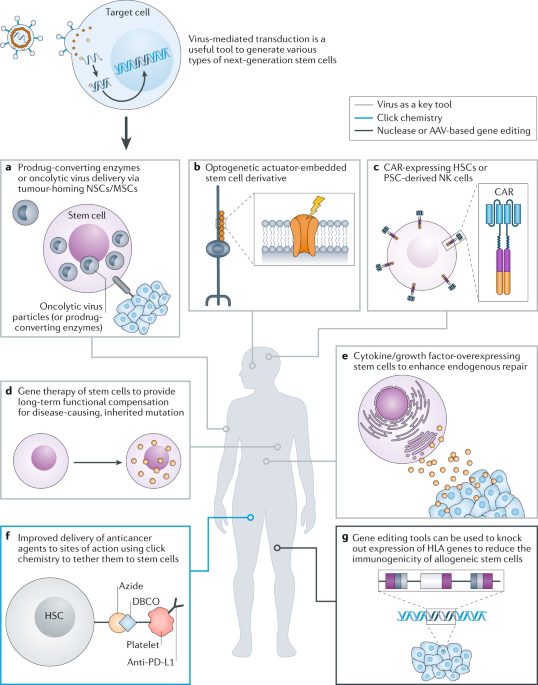 Next Generation Stem Cells Ushering In A New Era Of Cell Based Therapies Nature Reviews Drug Discovery