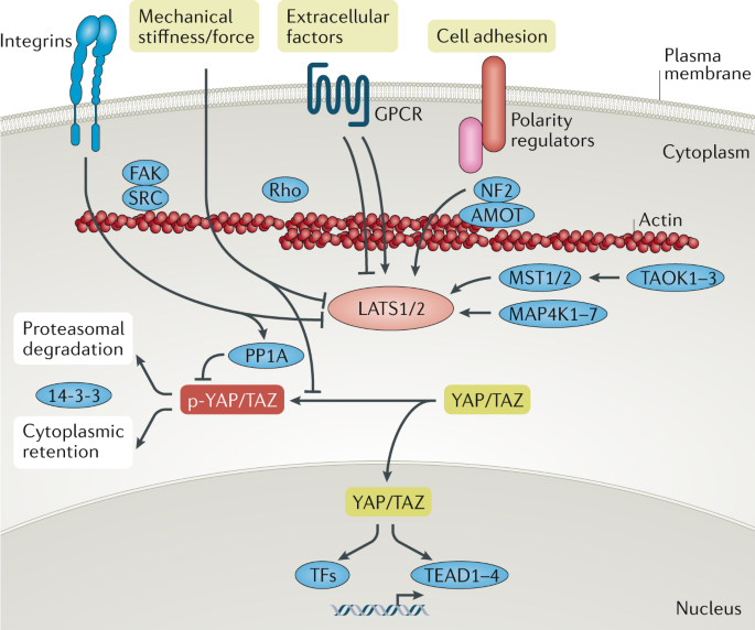 Targeting The Hippo Pathway In Cancer Fibrosis Wound Healing And Regenerative Medicine Nature Reviews Drug Discovery
