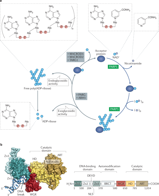 Poly Adp Ribose Polymerase Inhibition Past Present And Future Nature Reviews Drug Discovery