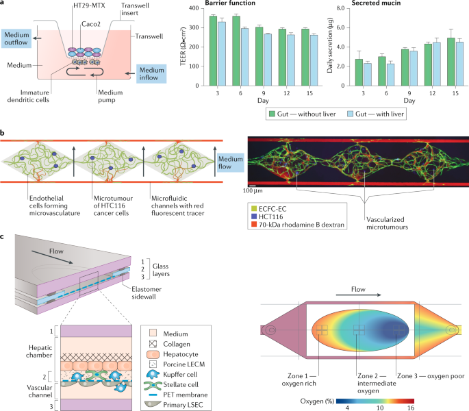 Organs On Chips Into The Next Decade Nature Reviews Drug Discovery