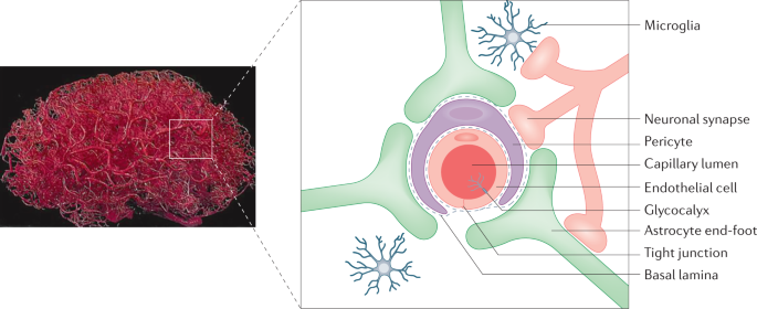 glutathione blood brain barrier Strategies for delivering therapeutics across the blood–brain barrier